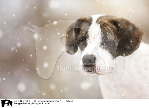 Beagle-Bulldoggen-Mischling Portrait / Beagle-Bulldog-Mongrel Portrait / RR-64990