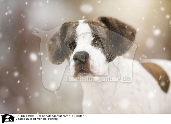 Beagle-Bulldoggen-Mischling Portrait / Beagle-Bulldog-Mongrel Portrait / RR-64991