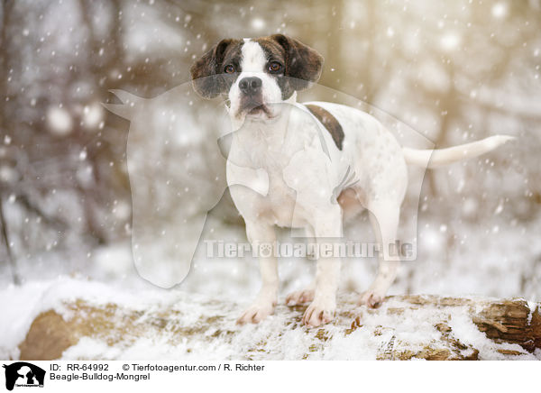 Beagle-Bulldoggen-Mischling / Beagle-Bulldog-Mongrel / RR-64992