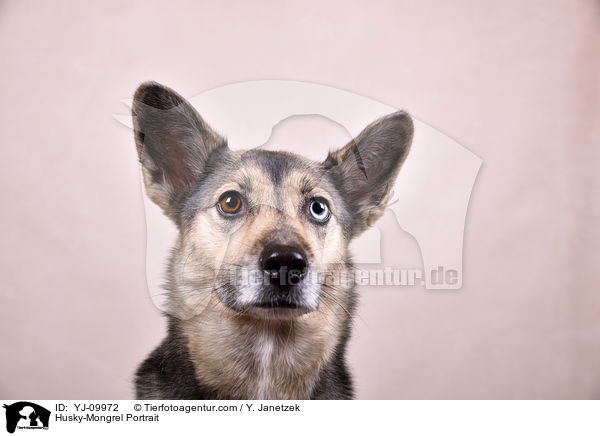 Husky-Mischling Portrait / Husky-Mongrel Portrait / YJ-09972