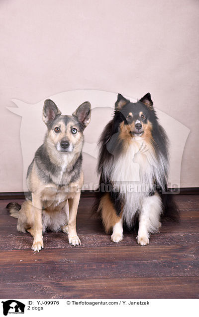 2 Hunde / 2 dogs / YJ-09976