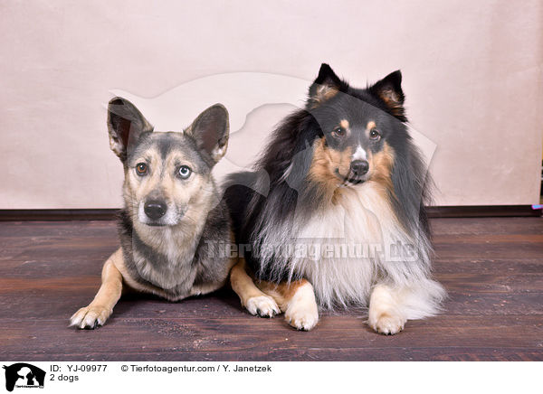 2 Hunde / 2 dogs / YJ-09977