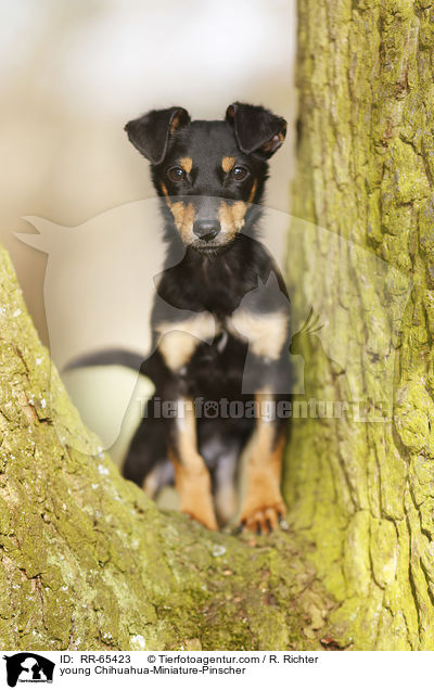 junger Chihuahua-Zwergpinscher / young Chihuahua-Miniature-Pinscher / RR-65423