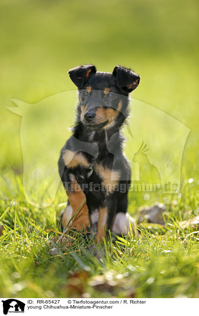 junger Chihuahua-Zwergpinscher / young Chihuahua-Miniature-Pinscher / RR-65427