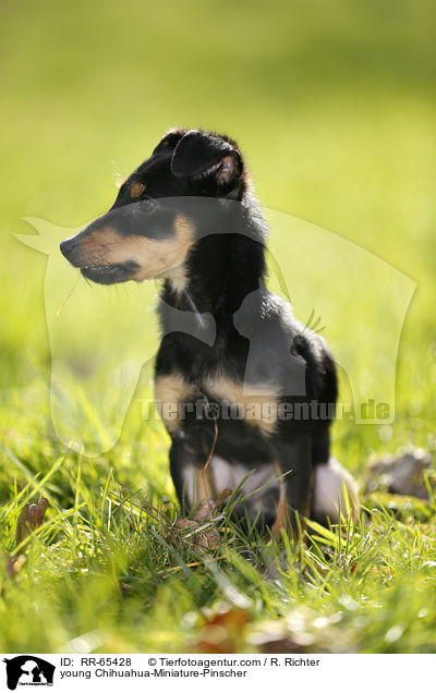 junger Chihuahua-Zwergpinscher / young Chihuahua-Miniature-Pinscher / RR-65428