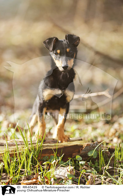junger Chihuahua-Zwergpinscher / young Chihuahua-Miniature-Pinscher / RR-65429