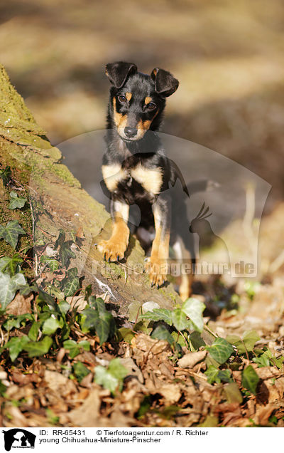 junger Chihuahua-Zwergpinscher / young Chihuahua-Miniature-Pinscher / RR-65431