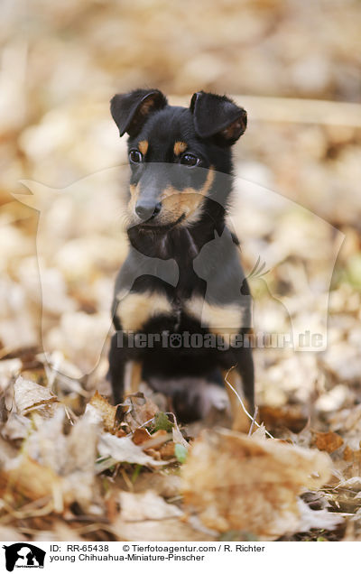 junger Chihuahua-Zwergpinscher / young Chihuahua-Miniature-Pinscher / RR-65438