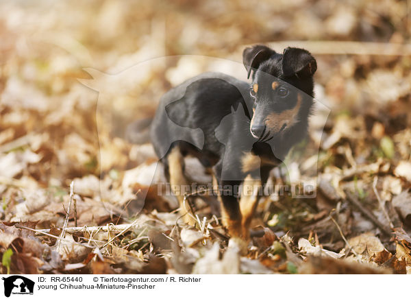junger Chihuahua-Zwergpinscher / young Chihuahua-Miniature-Pinscher / RR-65440