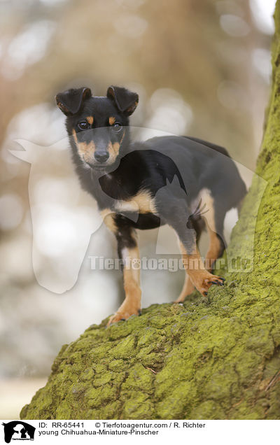 junger Chihuahua-Zwergpinscher / young Chihuahua-Miniature-Pinscher / RR-65441