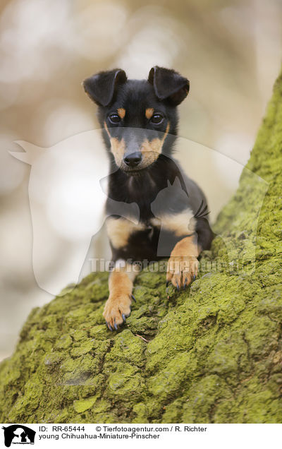 junger Chihuahua-Zwergpinscher / young Chihuahua-Miniature-Pinscher / RR-65444