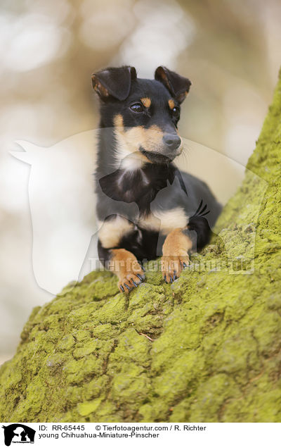 junger Chihuahua-Zwergpinscher / young Chihuahua-Miniature-Pinscher / RR-65445