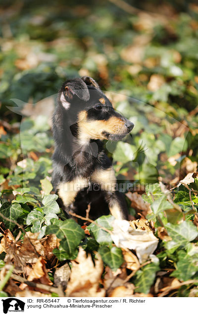 junger Chihuahua-Zwergpinscher / young Chihuahua-Miniature-Pinscher / RR-65447