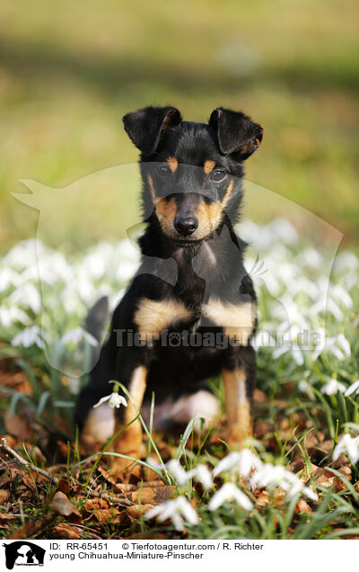 junger Chihuahua-Zwergpinscher / young Chihuahua-Miniature-Pinscher / RR-65451