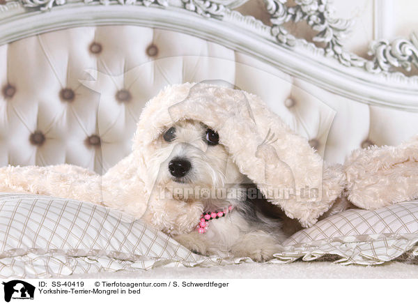 Yorkshire-Terrier-Mischling im Bett / Yorkshire-Terrier-Mongrel in bed / SS-40419