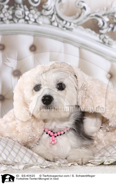 Yorkshire-Terrier-Mischling im Bett / Yorkshire-Terrier-Mongrel in bed / SS-40420