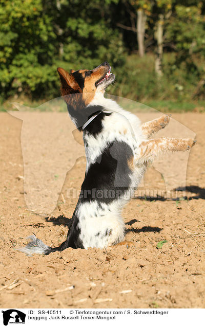 Jack-Russell-Terrier-Mischling macht Mnnchen / begging Jack-Russell-Terrier-Mongrel / SS-40511