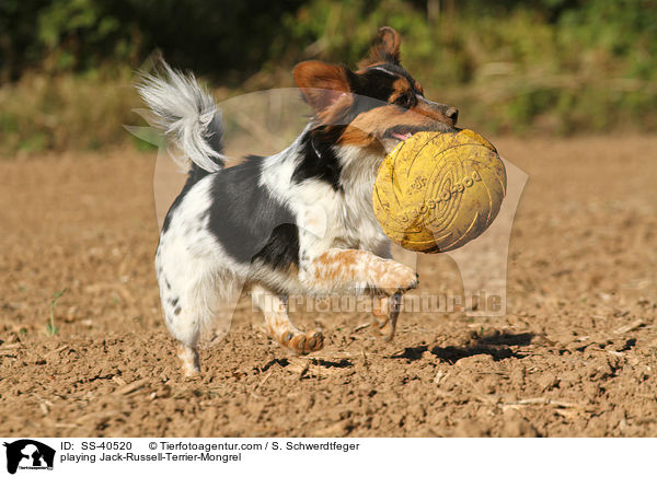 spielender Jack-Russell-Terrier-Mischling / playing Jack-Russell-Terrier-Mongrel / SS-40520