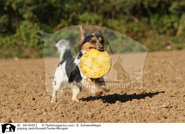 spielender Jack-Russell-Terrier-Mischling / playing Jack-Russell-Terrier-Mongrel / SS-40521