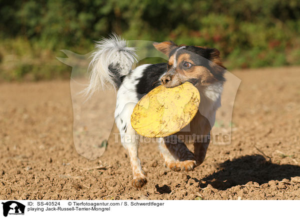 spielender Jack-Russell-Terrier-Mischling / playing Jack-Russell-Terrier-Mongrel / SS-40524