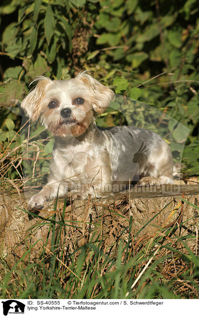 liegender Yorkshire-Terrier-Malteser / lying Yorkshire-Terrier-Maltese / SS-40555