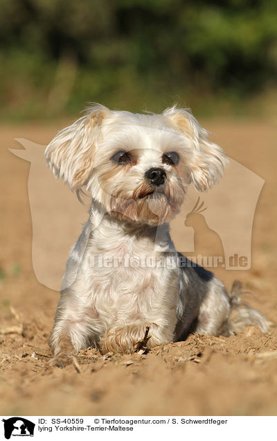 liegender Yorkshire-Terrier-Malteser / lying Yorkshire-Terrier-Maltese / SS-40559