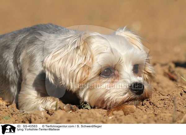 liegender Yorkshire-Terrier-Malteser / lying Yorkshire-Terrier-Maltese / SS-40563