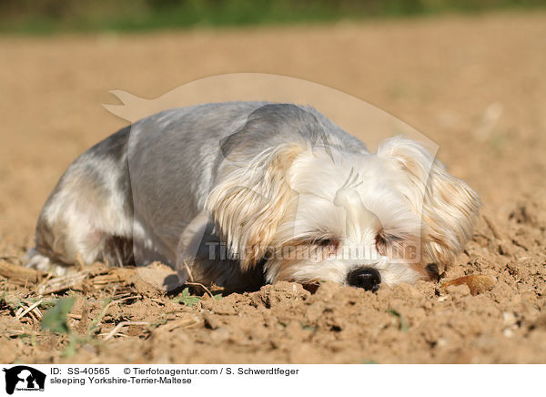 schlafender Yorkshire-Terrier-Malteser / sleeping Yorkshire-Terrier-Maltese / SS-40565