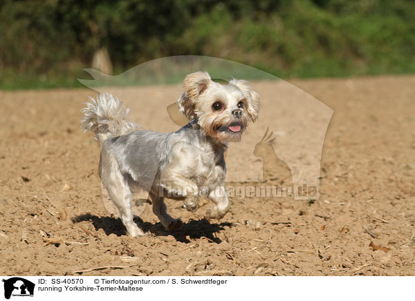 rennender Yorkshire-Terrier-Malteser / running Yorkshire-Terrier-Maltese / SS-40570