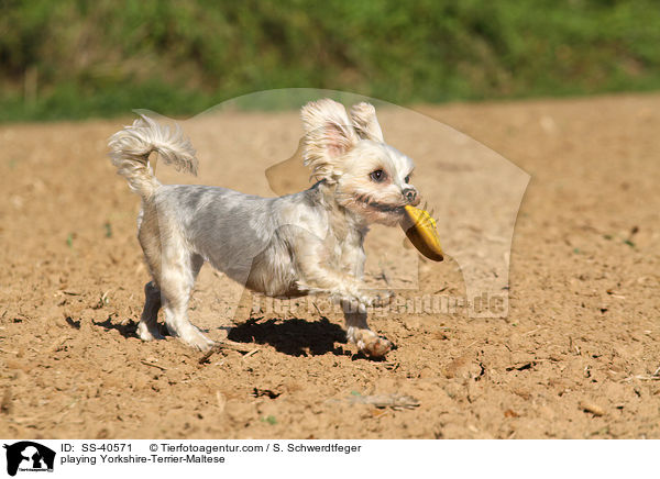 spielender Yorkshire-Terrier-Malteser / playing Yorkshire-Terrier-Maltese / SS-40571