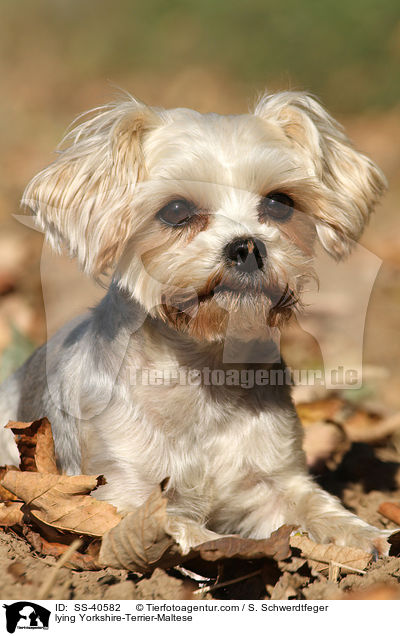 liegender Yorkshire-Terrier-Malteser / lying Yorkshire-Terrier-Maltese / SS-40582