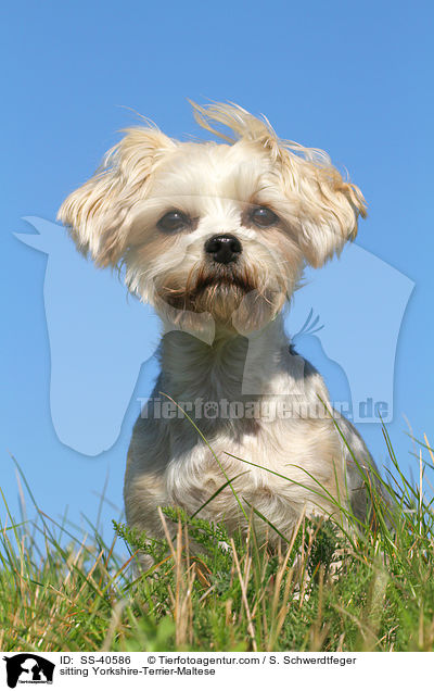 sitzender Yorkshire-Terrier-Malteser / sitting Yorkshire-Terrier-Maltese / SS-40586