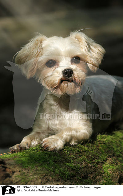 liegender Yorkshire-Terrier-Malteser / lying Yorkshire-Terrier-Maltese / SS-40589