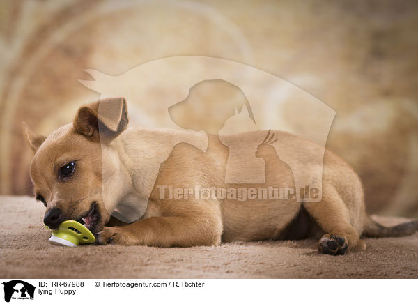 liegender Welpe / lying Puppy / RR-67988