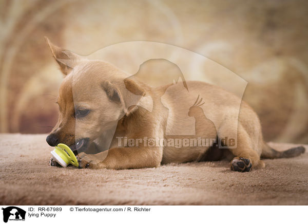 liegender Welpe / lying Puppy / RR-67989