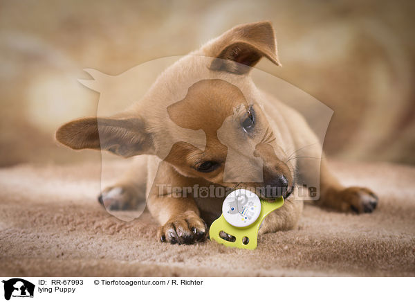 liegender Welpe / lying Puppy / RR-67993