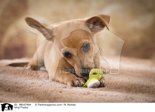 liegender Welpe / lying Puppy / RR-67994