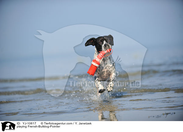 spielender Franzsiche-Bulldogge-Pointer / playing Frensh-Bulldog-Pointer / YJ-10617