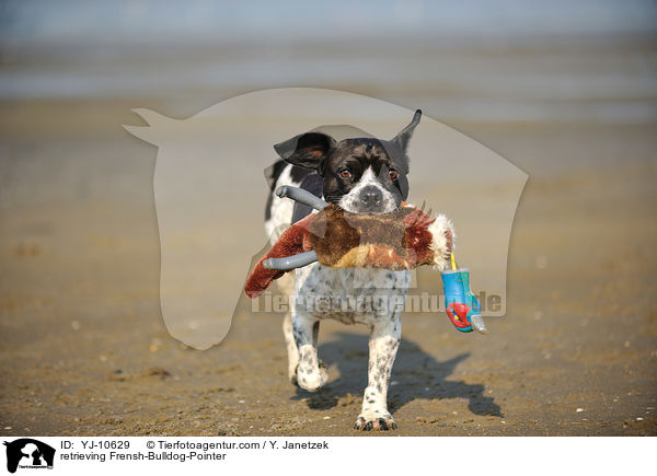 apportierender Franzsiche-Bulldogge-Pointer / retrieving Frensh-Bulldog-Pointer / YJ-10629