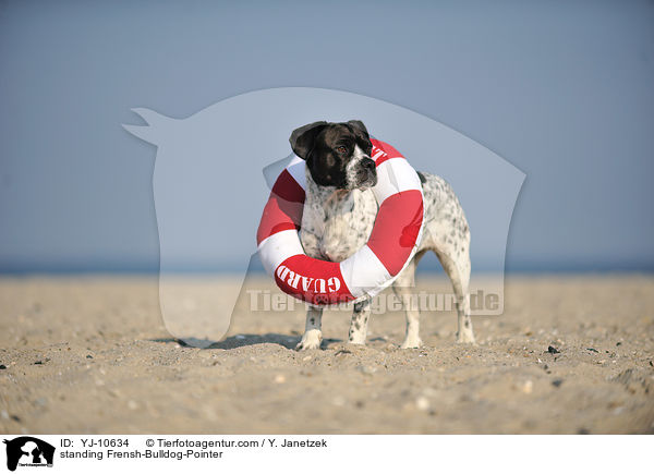 stehender Franzsiche-Bulldogge-Pointer / standing Frensh-Bulldog-Pointer / YJ-10634