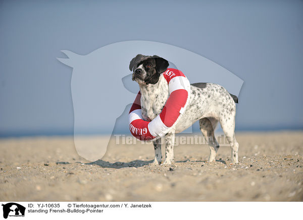 stehender Franzsiche-Bulldogge-Pointer / standing Frensh-Bulldog-Pointer / YJ-10635