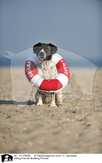 sitzender Franzsiche-Bulldogge-Pointer / sitting Frensh-Bulldog-Pointer / YJ-10636