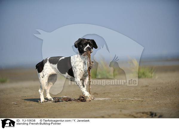 stehender Franzsiche-Bulldogge-Pointer / standing Frensh-Bulldog-Pointer / YJ-10638