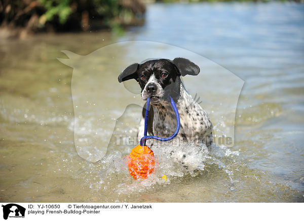 spielender Franzsiche-Bulldogge-Pointer / playing Frensh-Bulldog-Pointer / YJ-10650