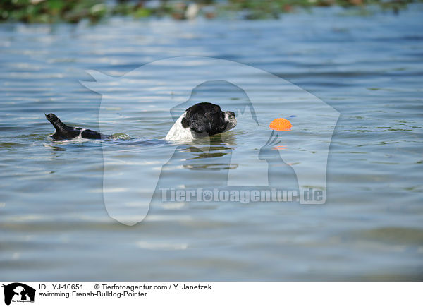 schwimmender Franzsiche-Bulldogge-Pointer / swimming Frensh-Bulldog-Pointer / YJ-10651