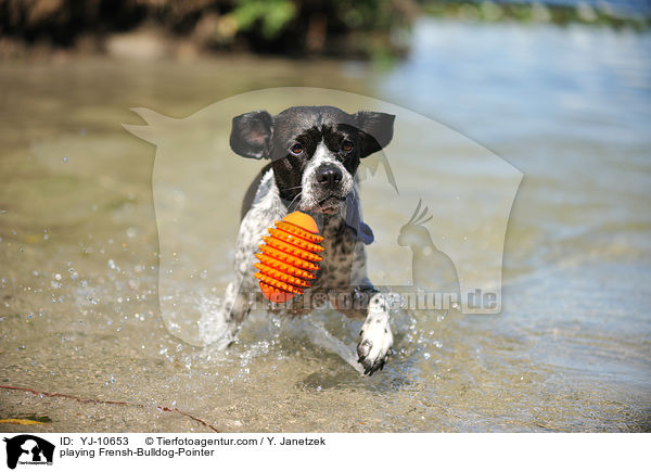 spielender Franzsiche-Bulldogge-Pointer / playing Frensh-Bulldog-Pointer / YJ-10653