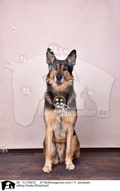 sitzender Schferhund-Husky / sitting Husky-Shepherd / YJ-10672