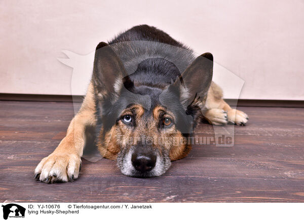 liegender Schferhund-Husky / lying Husky-Shepherd / YJ-10676