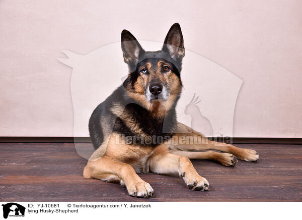 liegender Schferhund-Husky / lying Husky-Shepherd / YJ-10681