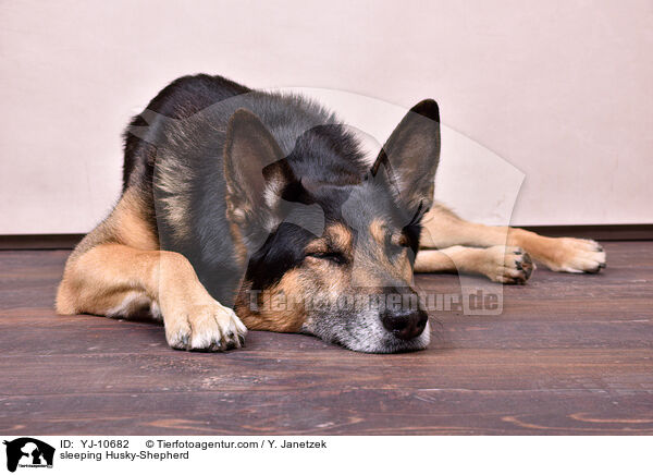 schlafender Schferhund-Husky / sleeping Husky-Shepherd / YJ-10682